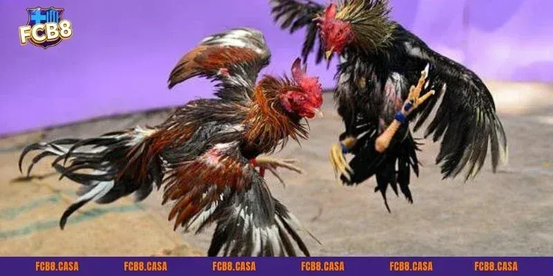 Hỗ trợ khách hàng